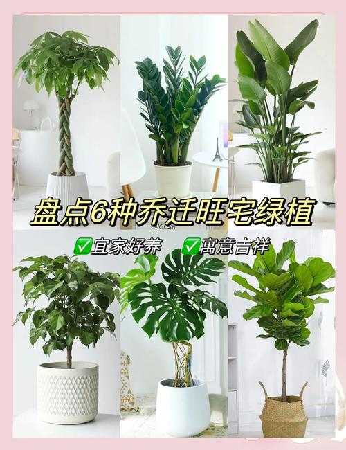 办公室放什么植物好又旺财