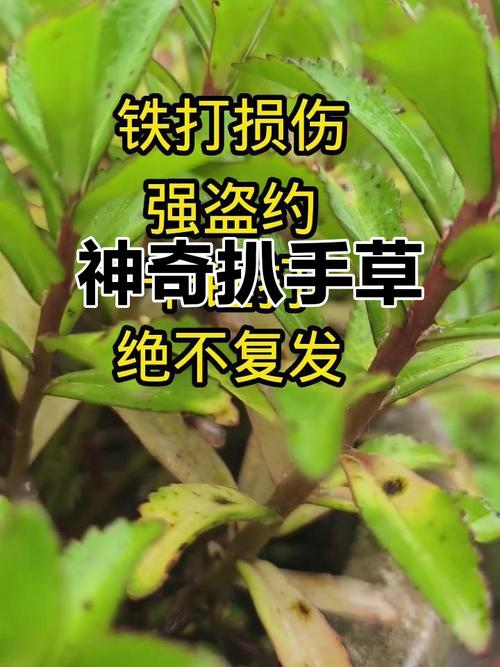 “手大抓草，手小抓宝”有根据吗
