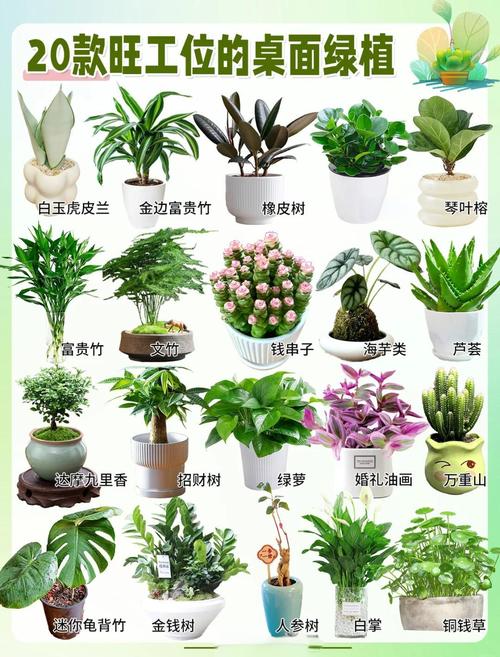 职业不同，办公室的植物摆放风水也不同