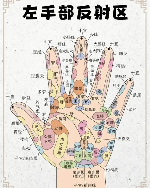 手掌各部位代表什么内脏