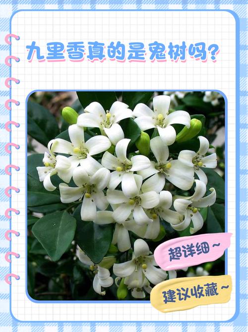 九里香是鬼树吗