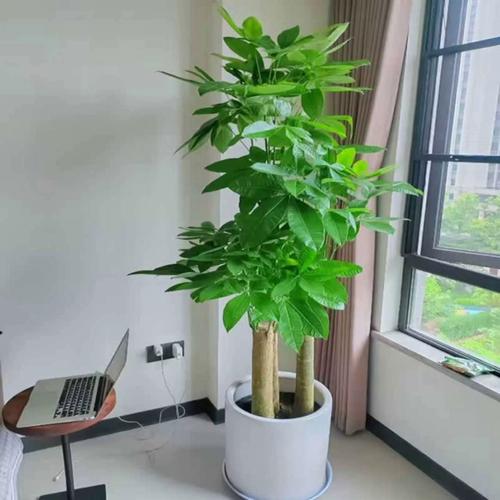 办公室风水招财植物摆放在哪里最好