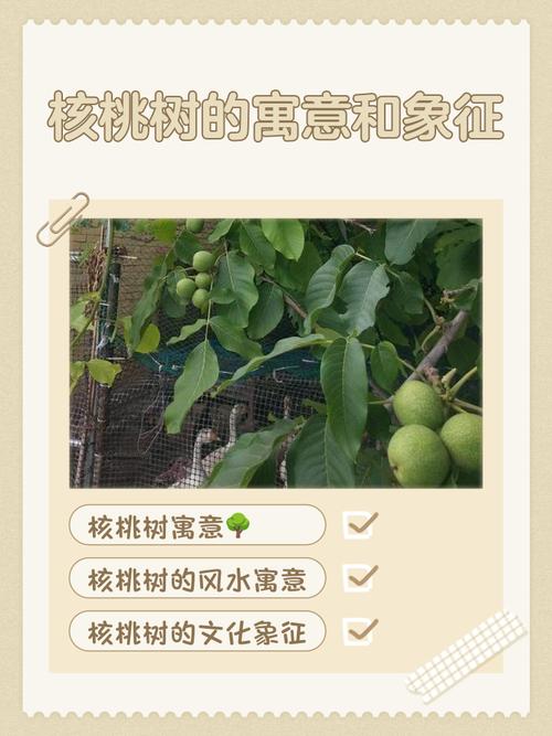核桃树树门前栽风水讲究