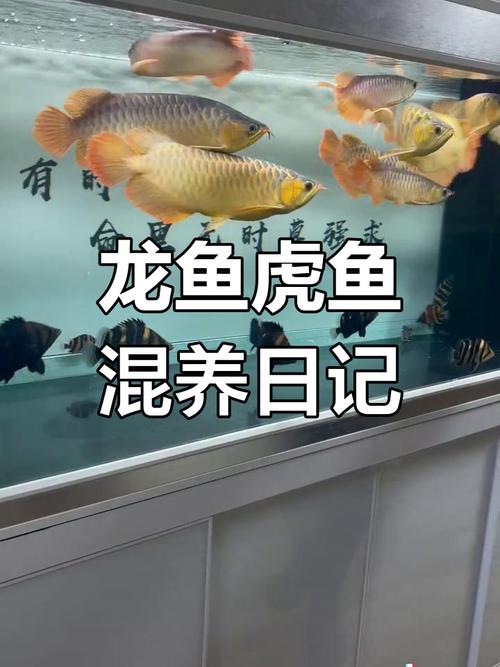 龙鱼和虎鱼有什么风水讲究