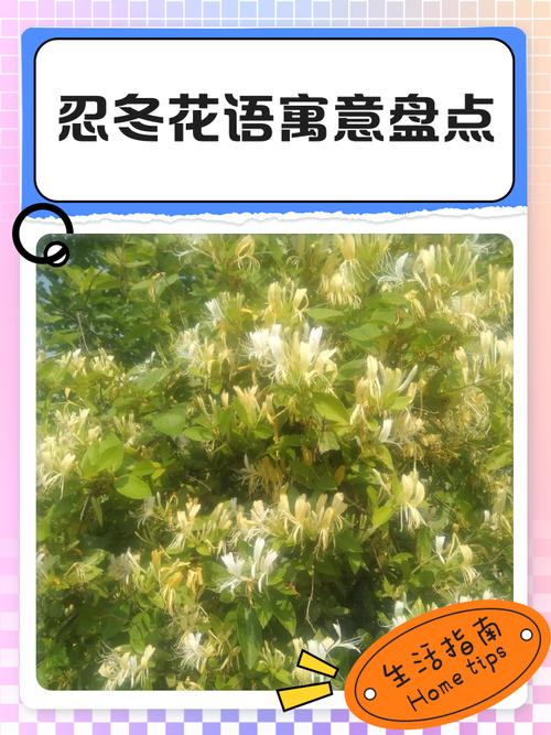 忍冬花的寓意和象征风水