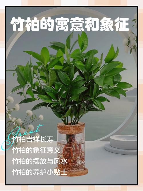 竹柏树与风水学