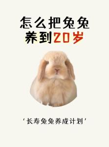 2023年兔年如何做可以旺事业？