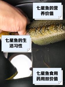 养七星鱼有风水讲究