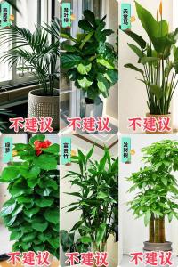 大盘点：装修不能养的花草都有哪些