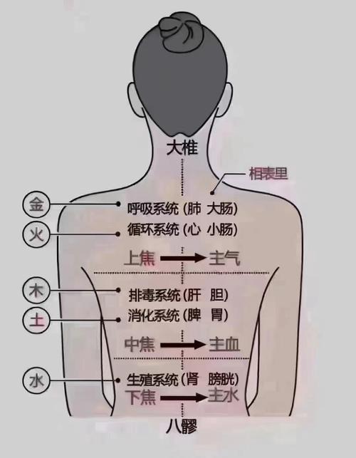 体相：从肩膀看一生命运