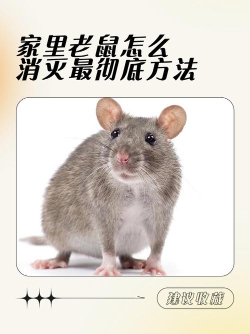 属鼠在2024需要躲着的生肖 属鼠需要远离哪些人