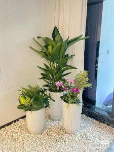 办公室摆放哪些花可以旺财