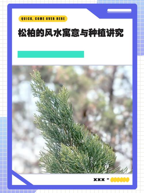 松柏树风水表什么