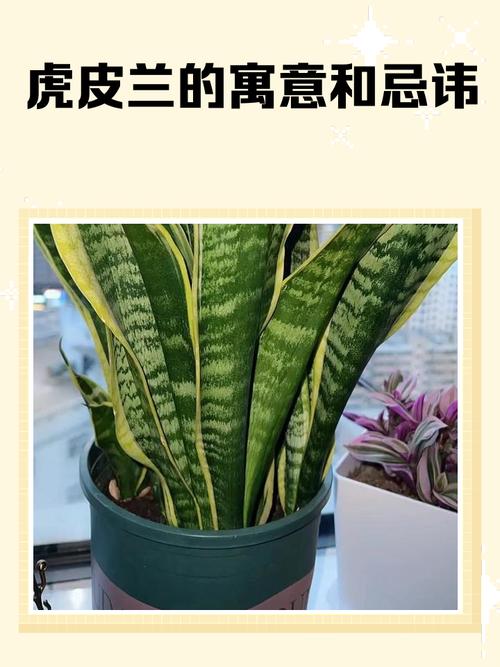 虎皮兰摆放风水禁忌有什么