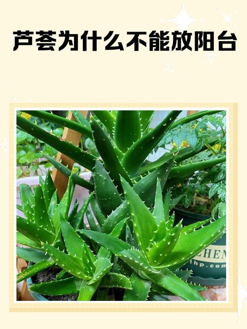 芦荟摆放家里禁忌有哪些