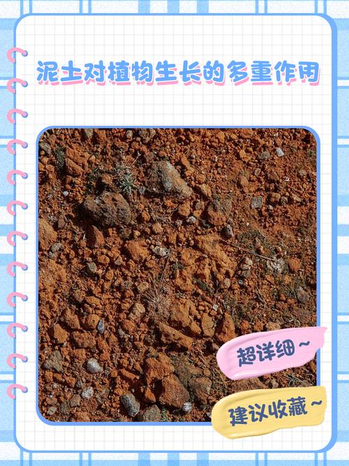 什么土可以养大林木 壁上土
