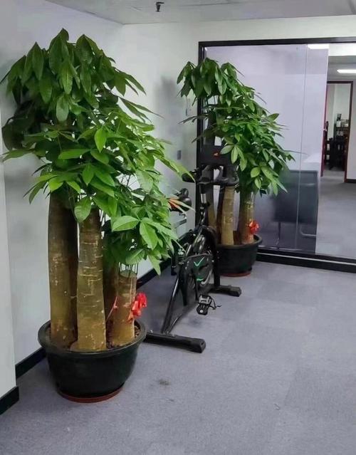 领导办公室招财摆件 摆放发财树招财
