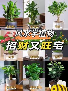 事业风水植物有哪些  办公室开运植物推荐