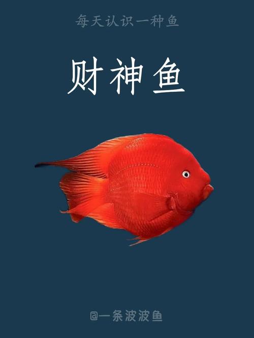 财神鱼风水讲究