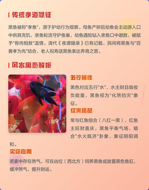 风水上养黑鱼有什么讲究