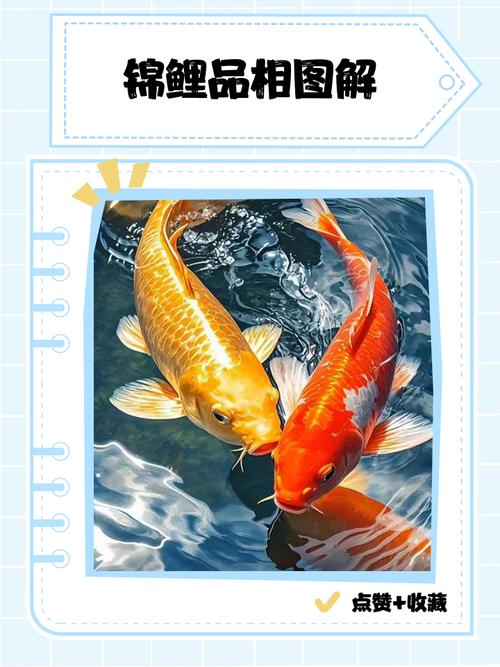 买风水鱼有什么讲究