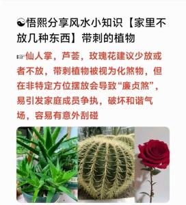 带刺的植物风水和讲究