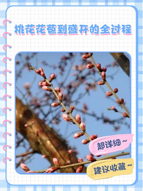 情人节让你桃花朵朵开的方法