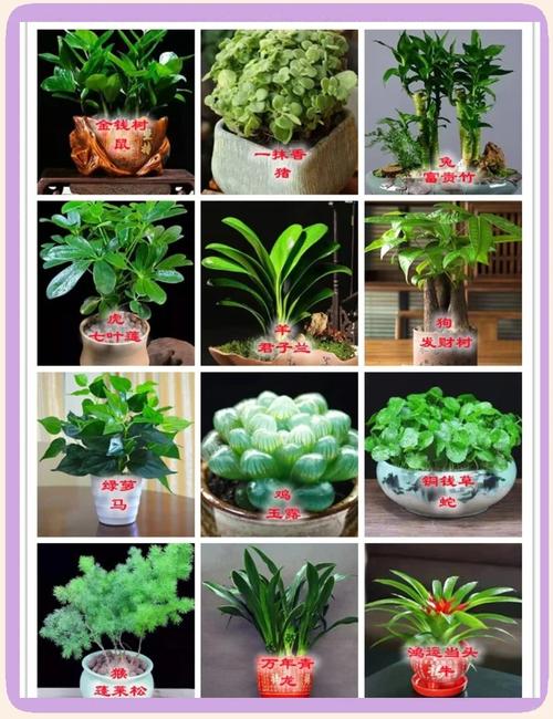 12生肖办公室旺财植物
