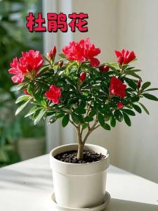 公司前台绿植风水  杜鹃花颜值高还招财