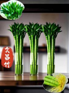 风水竹子品种什么讲究
