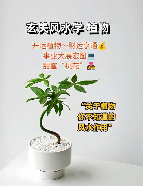 利用植物提高家居风水运势