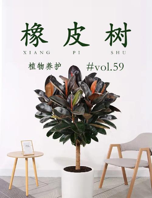橡皮树的摆放位置及用途