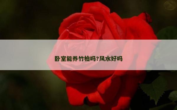卧室能养竹柏吗?风水好吗