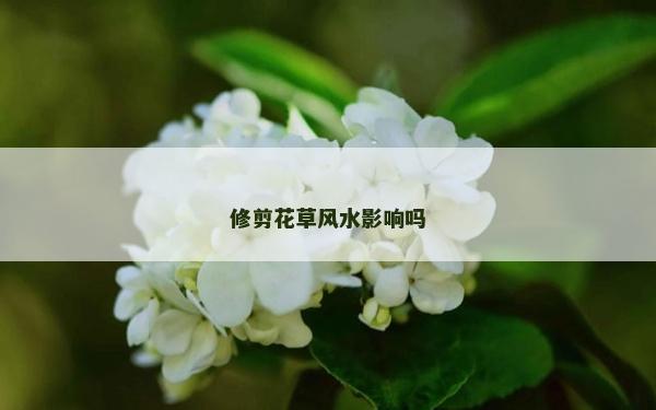 修剪花草风水影响吗