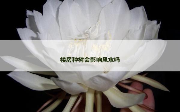 楼房种树会影响风水吗