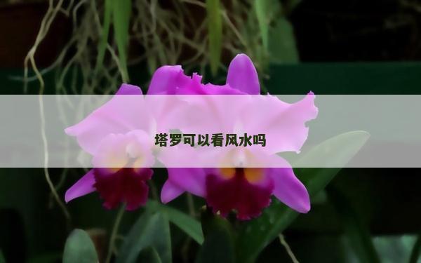塔罗可以看风水吗