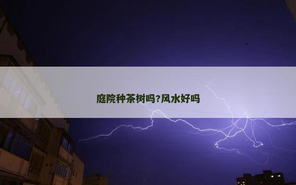 庭院种茶树吗?风水好吗