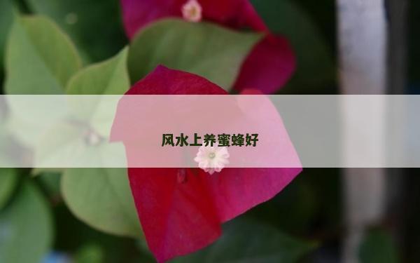 风水上养蜜蜂好
