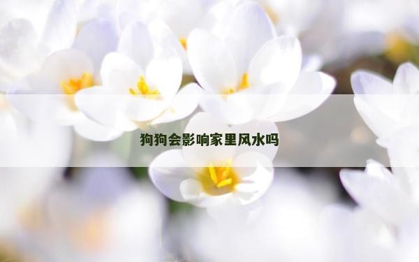 狗狗会影响家里风水吗