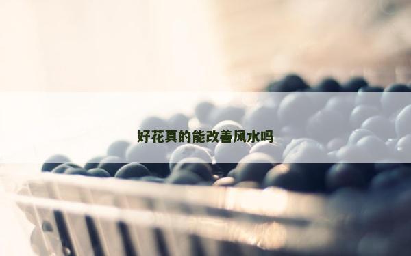 好花真的能改善风水吗