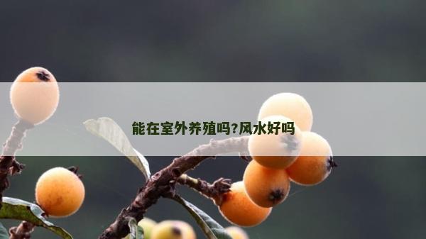 能在室外养殖吗?风水好吗