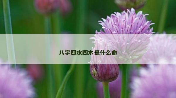 八字四水四木是什么命