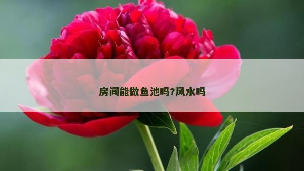 房间能做鱼池吗?风水吗