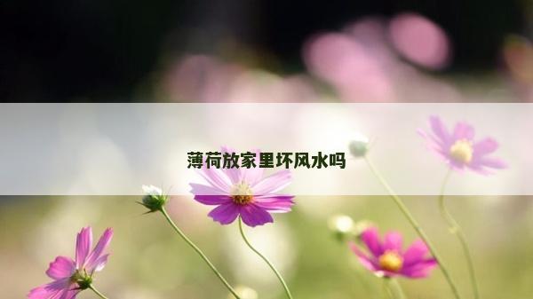 薄荷放家里坏风水吗