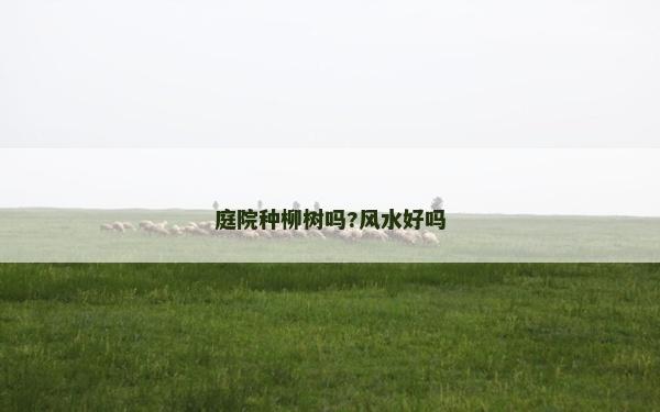 庭院种柳树吗?风水好吗