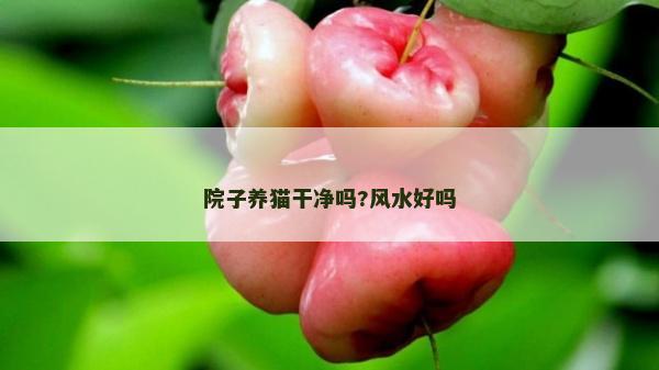院子养猫干净吗?风水好吗
