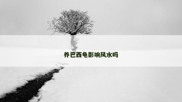养巴西龟影响风水吗