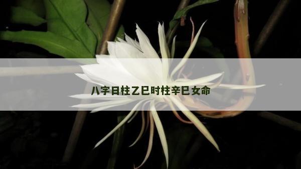 八字日柱乙巳时柱辛巳女命