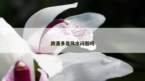 跳蚤多是风水问题吗