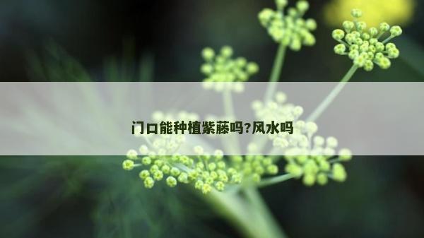 门口能种植紫藤吗?风水吗